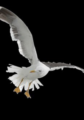 ଯେ ପକ୍ଷୀ ଉଡ଼େ ଯେତେ ଦୂର 