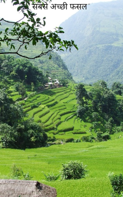 "सबसे अच्छी फसल"