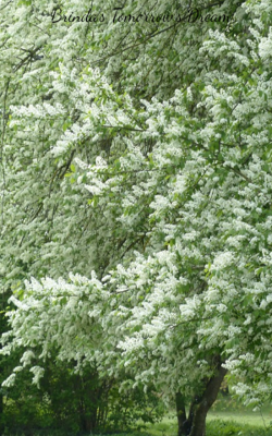 Brinda's Tomorrow's Dream