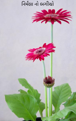 નિર્મલાનો બગીચો