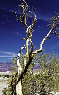 ଥୁଣ୍ଟାଗଛ