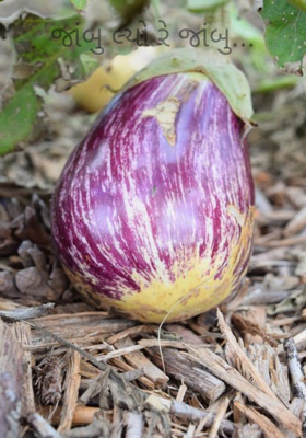 જાંબુ લ્યો રે જાંબુ