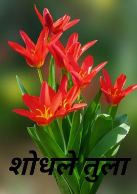 शोधले तुला