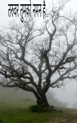 तरुवर तुमको नमन है...