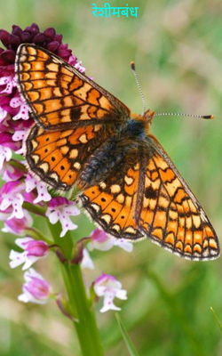 रेशीमबंध