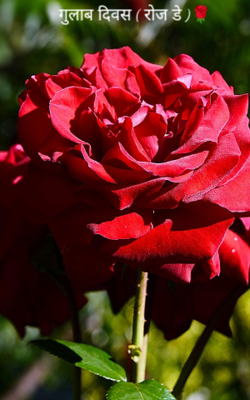 गुलाब दिवस ( रोज डे )🌹