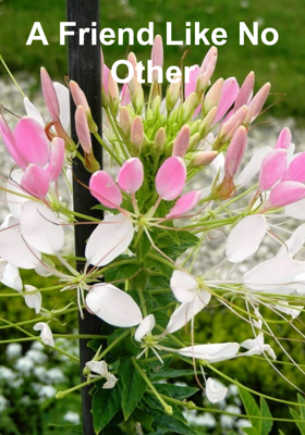 A Friend Like No Other