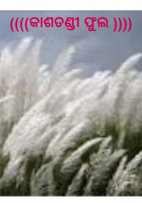 କାଶତଣ୍ଡୀ ଫୁଲ