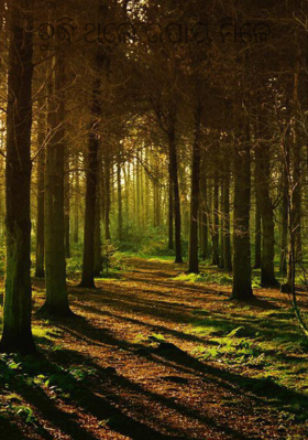 ବୁଦ୍ଧି ଥଲେ ଉପାୟ ମିଳେ