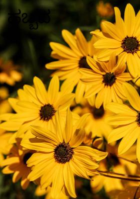 ಹಬ್ಬದ ಸಡಗರ