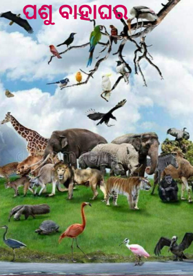 ପଶୁ ବାହାଘର