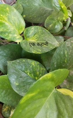 एक कहानी