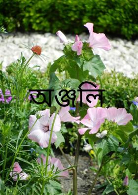 অঞ্জলি