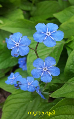 സുന്ദര ഭൂമി