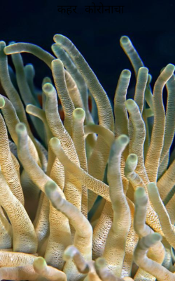 कहर...कोरोनाचा