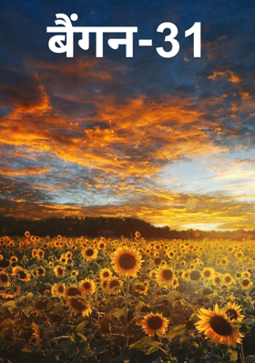 बैंगन-31