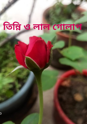 তিন্নি ও লাল গোলাপ