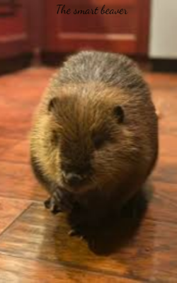 The Smart Beaver
