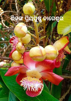 ଶିବଙ୍କ ପ୍ରିୟପୁଷ୍ପ ନାଗେଶ୍ଵର