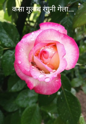 कसा गुलाब रंगुनी गेला...