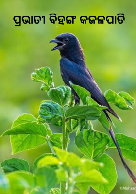 ପ୍ରଭାତୀ ବିହଙ୍ଗ କଜଳପାତି 