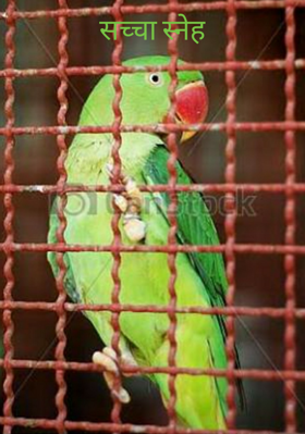 सच्चा स्नेह