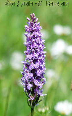 औरत हूँ, मशीन नहीं  दिन -२ लाल