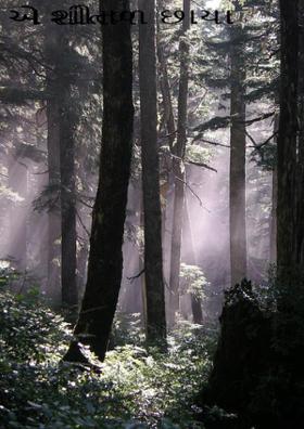 એ શીતળ છાયા