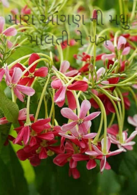 મારા આંગણની મધુ માલતીને પત્ર