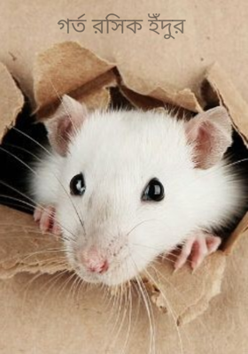 গর্ত রসিক ইঁদুর