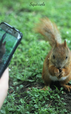 Squirrels