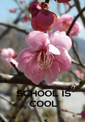 school is cool