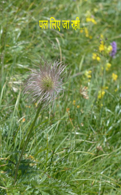 पल लिए जा रही...