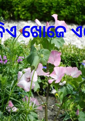 କିଏ ଖୋଜେ ଏତେ