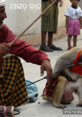 ମାଙ୍କଡ଼ ନାଚ