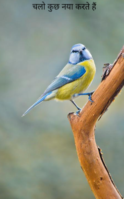 चलो कुछ नया करते हैं