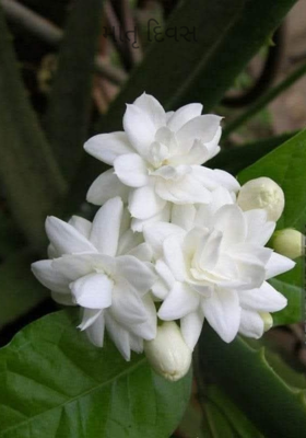 માતૃ દિવસ 