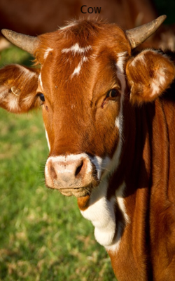 Cow