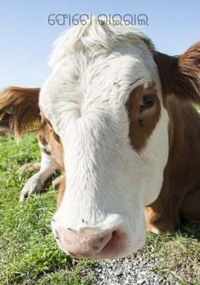 ଫୋଟୋ ଭାଇରାଲ 