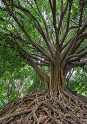 निर्मल छाया...