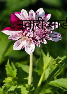 नववारी साडी