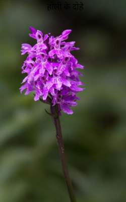 होली के दोहे