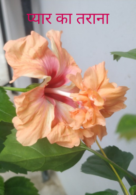 प्यार का तराना