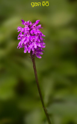 ପ୍ରଥମ ଚିଠି