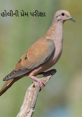 હોલીની પ્રેમ પરીક્ષા