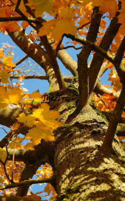 The Tree