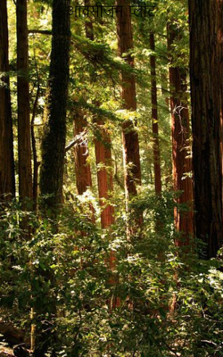 ऑक्सीजन प्लांट