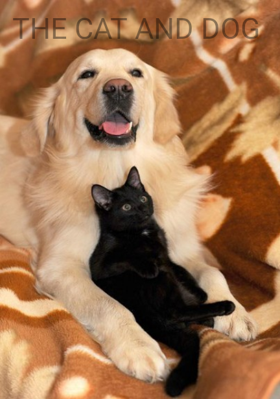 THE CAT AND DOG