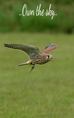 ..Own The Sky..