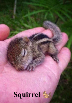 Squirrel